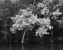Tupelo