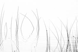 Weeds