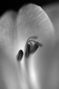 Gladiolous_3