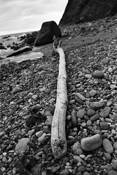 Log