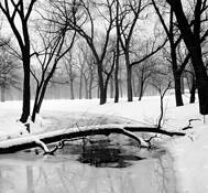 Tree___creek