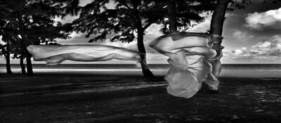 Three_trees_duet