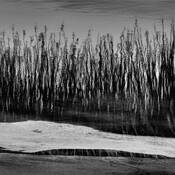 Tidal_pool