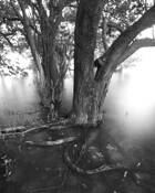 Black_mangal_forest