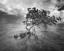 Red_mangrove