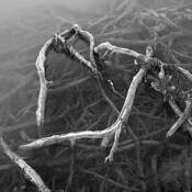 Root_study_3