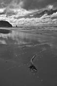 Driftwood