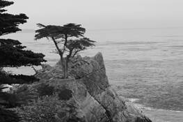 Lone_cypress