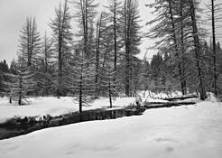 Winter_trees