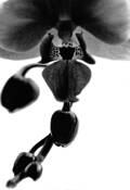L_orchid_e_sans_la_gu_pe