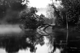 Untitled_1_tif