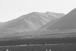 Forest_and_mountains