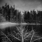 Mountain_tree_in_lake