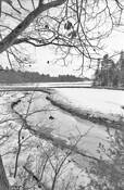Birch_at_little_river