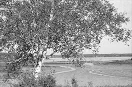 Birch