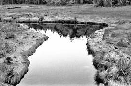 Salt_marsh_1
