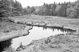 Salt_marsh_2