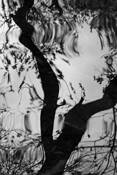 Darwin_pond_reflection