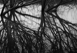 Flooded_field