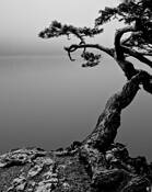 Oriental_2
