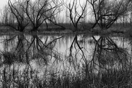 Dance_of_the_trees