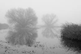 Foggy_morning