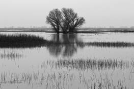 Gray_afternoon