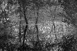 The_texture_of_trees