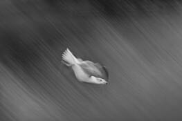 Free_falling