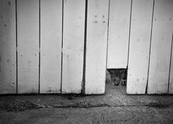 Camera_shy