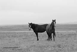 Two_horses