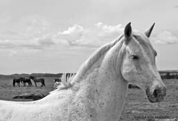 White_horse