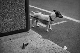 Dog_2