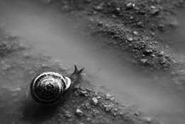 Snail
