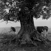 Cow_4