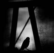 Bird_in_silhouette