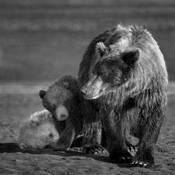 Family_affair