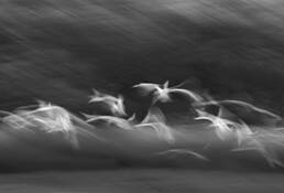 Birds_of_a_feather