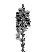 Flor_para_mi