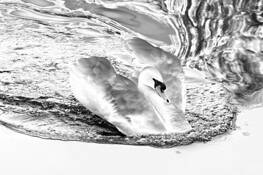 The_swan
