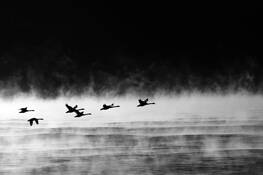 Swans_in_the_mist