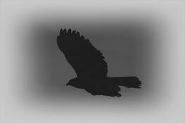 Blackbird