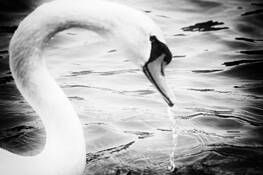 Swan