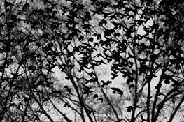 Blackbirds