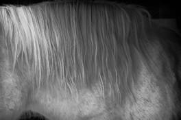 White_mare