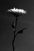 Mi_flor_brilliante