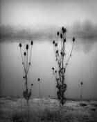 Thistles_at_waters_edge