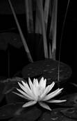 Lily_and_reed