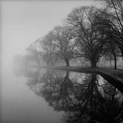 Willows_reflecting