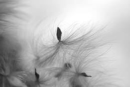Milkweed